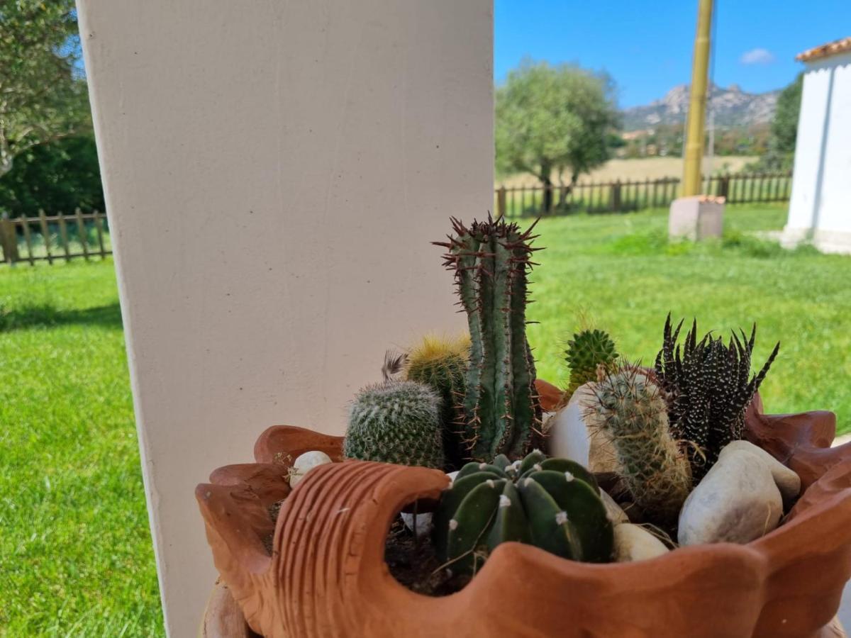 Lu Antu Alloggi Agrituristici 阿尔扎凯纳 外观 照片
